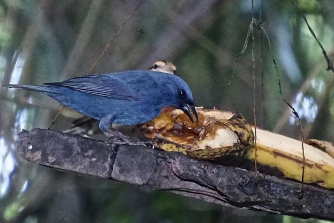 Rockland Bird Sanctuary and Hip-Strip Shopping - Weather, booking, and practical planning