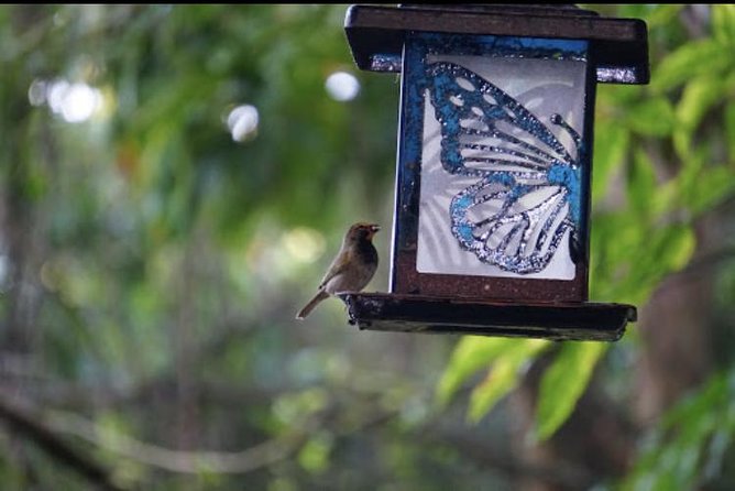 Rockland Bird Sanctuary and Hip-Strip Shopping - Who should book this Montego Bay outing?