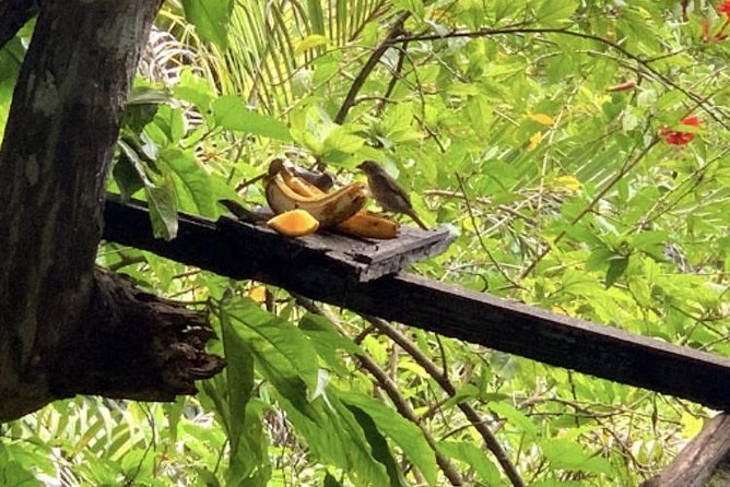 Rockland Bird Sanctuary and Hip-Strip Shopping - An hour with Jamaica’s birds