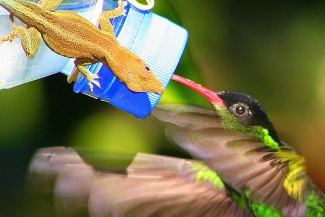 Rockland's Bird Sanctuary Tour from Montego Bay/ Falmouth - Who should book this bird sanctuary visit?