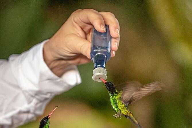 Rockland's Bird Sanctuary Tour from Montego Bay/ Falmouth - How to plan the visit well