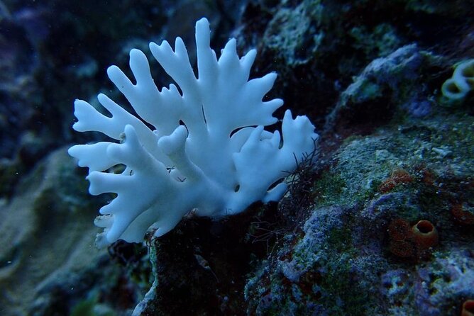 Scuba Diving and shopping on the Hipstrip. - What this Montego Bay outing actually includes