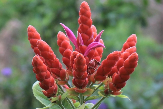 Skip the Line: Ahhh Ras Natango Gallery and Garden Admission Tickets - Walking the garden with Ian, Tamika, or Ayale