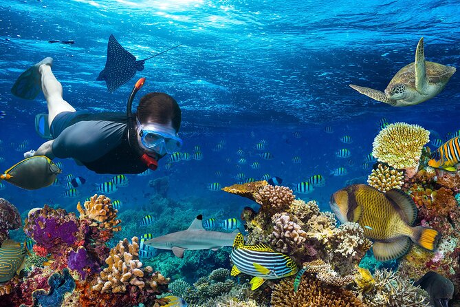 Snorkeling activity with Boat ride from Montego Bay - One focused hour among fish, coral, and reefs