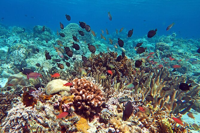 Snorkeling activity with Boat ride from Montego Bay - Weather, timing, and what to bring