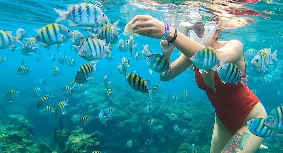 Snorkeling in Montego Bay with Transportation - What 30 minutes of snorkeling feels like