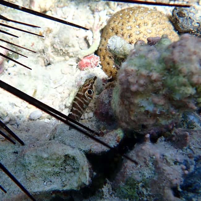 Snorkeling in Montego Bay with Transportation - The beach time is more of a bonus