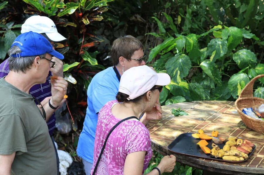 Taste of Jamaica Farm & Food Tour - Meeting Jamaica’s medicinal plants