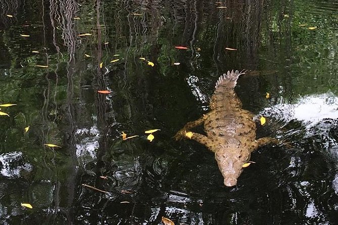 YS Falls, Black River Safari, and Floyd's Pelican Bar Day-Trip (Transportation) - The best pace for an eight to nine-hour day